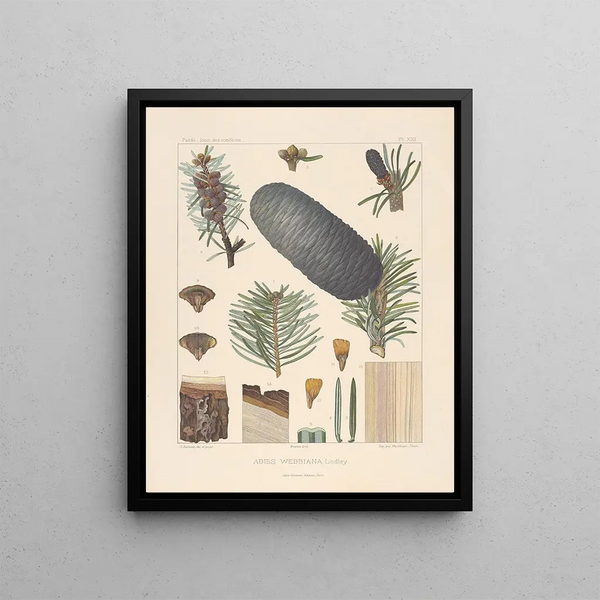 Iconographie des conifères Pl01 - Léon Gabriel Charles Parde — framed artwork on a wall
