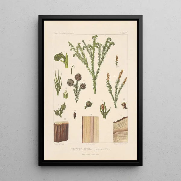 Iconographie des conifères Pl05 - Léon Gabriel Charles Parde — framed artwork on a wall