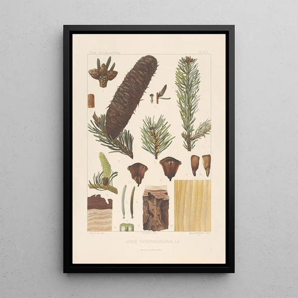Iconographie des conifères Pl06 - Léon Gabriel Charles Parde — framed artwork on a wall