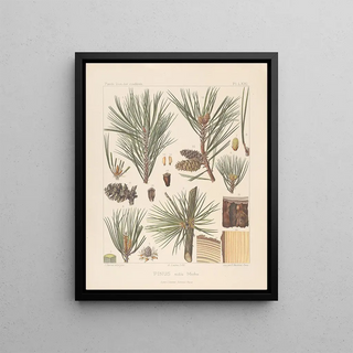 Leon Gabriel Charles Parde - Iconographie des coniferes Pl10.webp