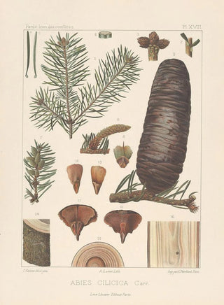 Leon Gabriel Charles Parde - Iconographie des coniferes Pl11.webp