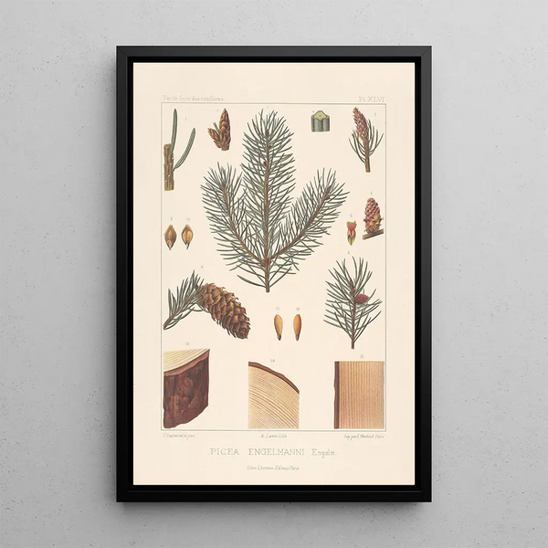 Iconographie des conifères Pl13 - Léon Gabriel Charles Parde — framed artwork on a wall