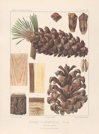 Leon Gabriel Charles Parde - Iconographie des coniferes Pl15.webp