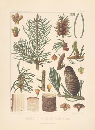 Leon Gabriel Charles Parde - Iconographie des coniferes Pl17.webp