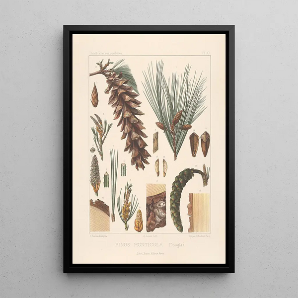 Iconographie des conifères Pl20 - Léon Gabriel Charles Parde — framed artwork on a wall