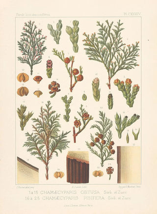 Leon Gabriel Charles Parde - Iconographie des coniferes Pl21.webp