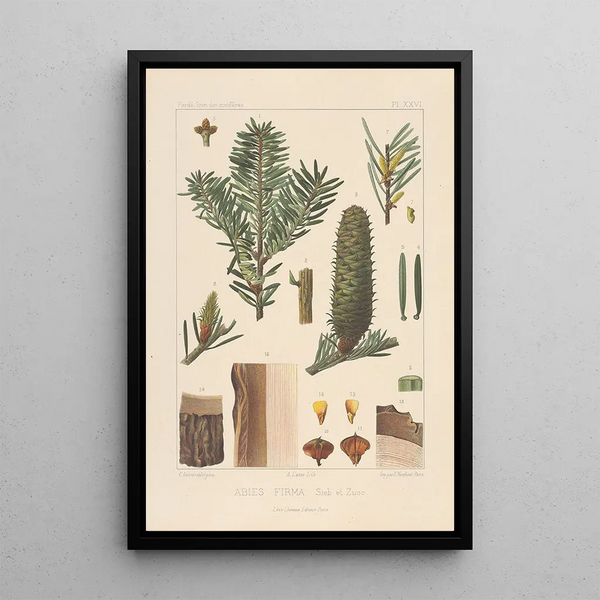 Iconographie des conifères Pl22 - Léon Gabriel Charles Parde — framed artwork on a wall