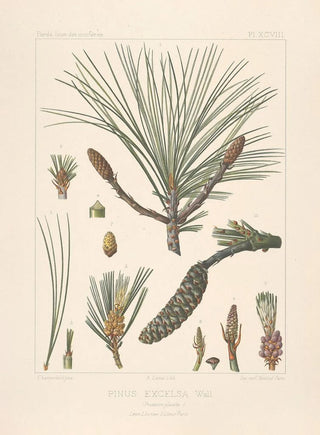 Leon Gabriel Charles Parde - Iconographie des coniferes Pl25.webp