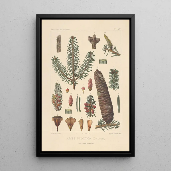 Iconography of Conifers Pl28 - Léon Gabriel Charles Parde — framed artwork on a wall