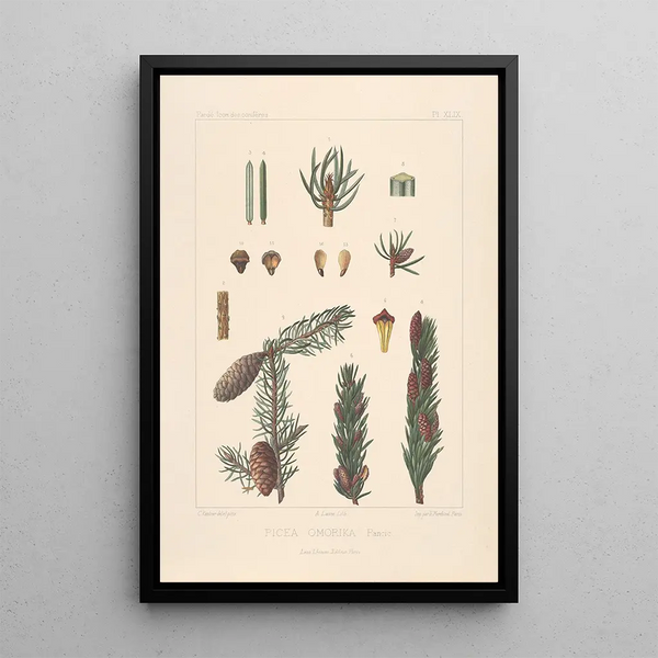 Iconographie des conifères Pl29 - Léon Gabriel Charles Parde — framed artwork on a wall