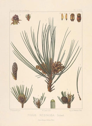 Leon Gabriel Charles Parde - Iconographie des coniferes Pl30.webp