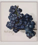 Raisins - Leopold Zinggler — artwork view