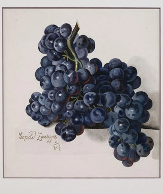Leopold Zinngger - Grapes.webp
