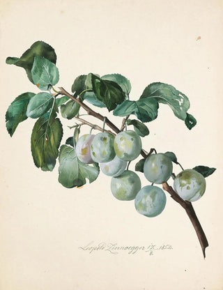 Leopold Zinngger - Ringlottenzweig.webp