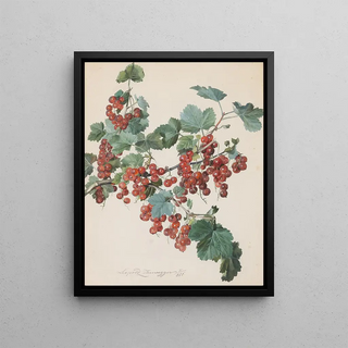 Leopold Zinngger - Rote Ribisel.webp