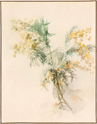 Lilly Walther - Mimoosid.webp
