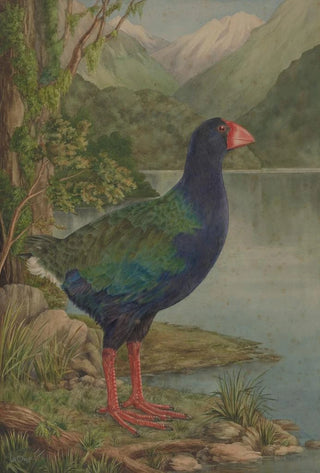 Untitled Takahe - Lily Attey Daff — artwork view