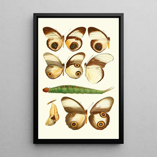 Novitates zoologicae pl 1 - Lionel Walter Rothschild — framed artwork on a wall