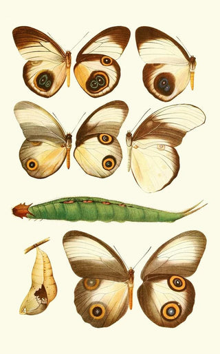 Novitates zoologicae pl 1 - Lionel Walter Rothschild — artwork view