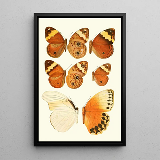 Novitates zoologicae pl 2 - Lionel Walter Rothschild — framed artwork on a wall