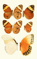 Novitates zoologicae pl 2 - Lionel Walter Rothschild — artwork view