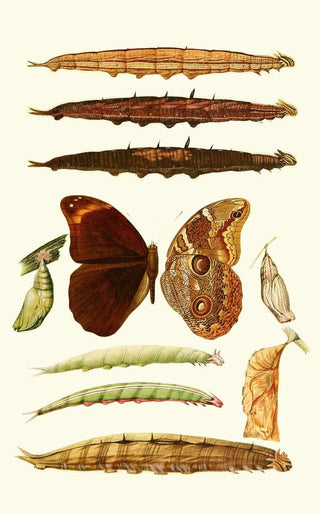 Novitates zoologicae pl 3 - Lionel Walter Rothschild — artwork view
