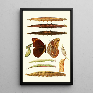 Novitates zoologicae pl 3 - Lionel Walter Rothschild — framed artwork on a wall