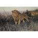 Reproduction of the painting Lions in the scorched steppe - Wilhelm Kuhnert