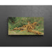 Reproduction of the painting Lions playing - Wilhelm Kuhnert