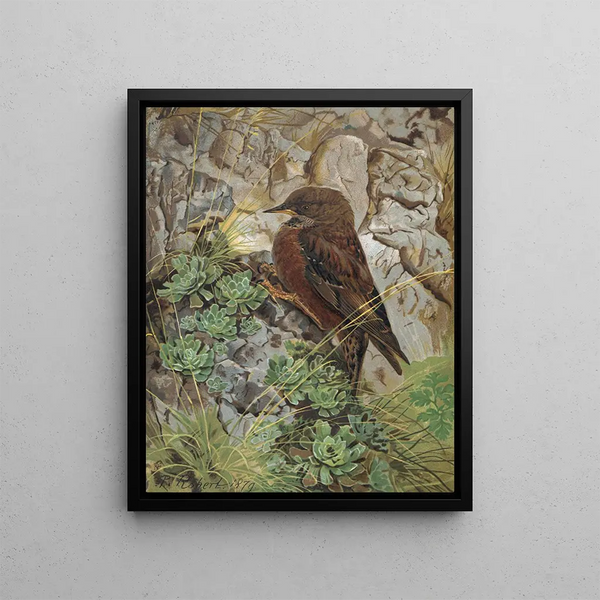 Alpine Accentor - Léon-Paul Robert — framed artwork on a wall