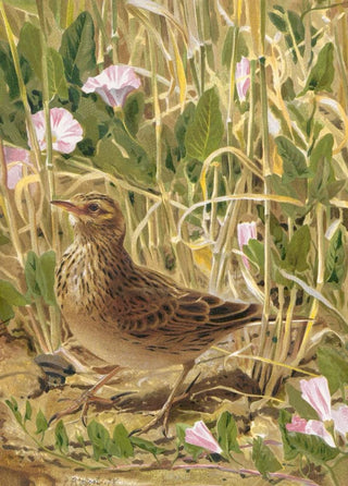 LoPaul Robert - Alouette.webp