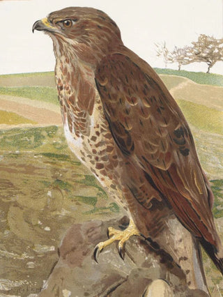 LoPaul Robert - Buse.webp