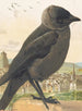 Choucas corbeau - Léon-Paul Robert — artwork view