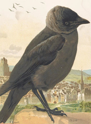 LoPaul Robert - Choucas corbeau.webp