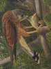 Crécerelle - Léon-Paul Robert — artwork view
