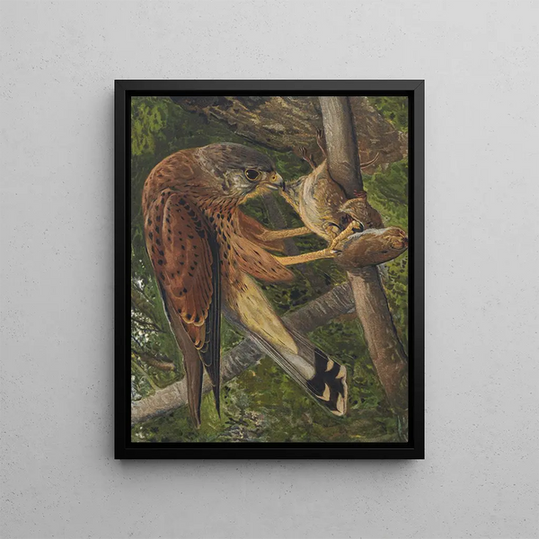 Crécerelle - Léon-Paul Robert — framed artwork on a wall