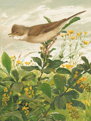 LoPaul Robert - Fauvette Grisette.webp