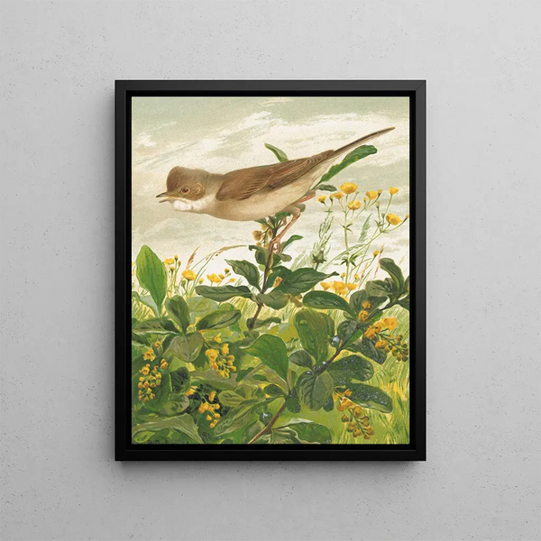 Fauvette grisette - Léon-Paul Robert — framed artwork on a wall