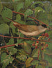 Fauvette à tête noire - Léon-Paul Robert — artwork view