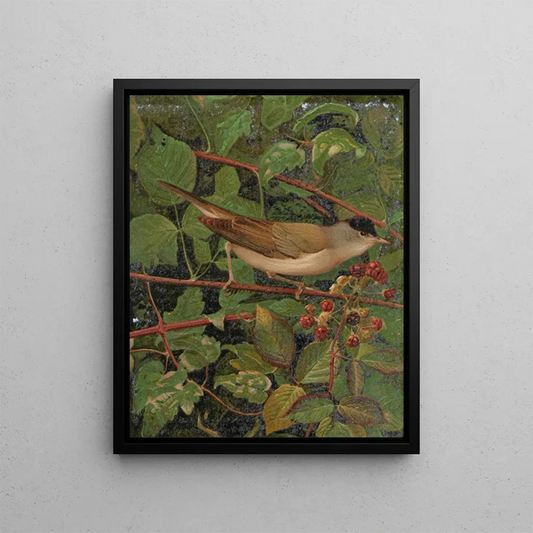 Fauvette à tête noire - Léon-Paul Robert — framed artwork on a wall