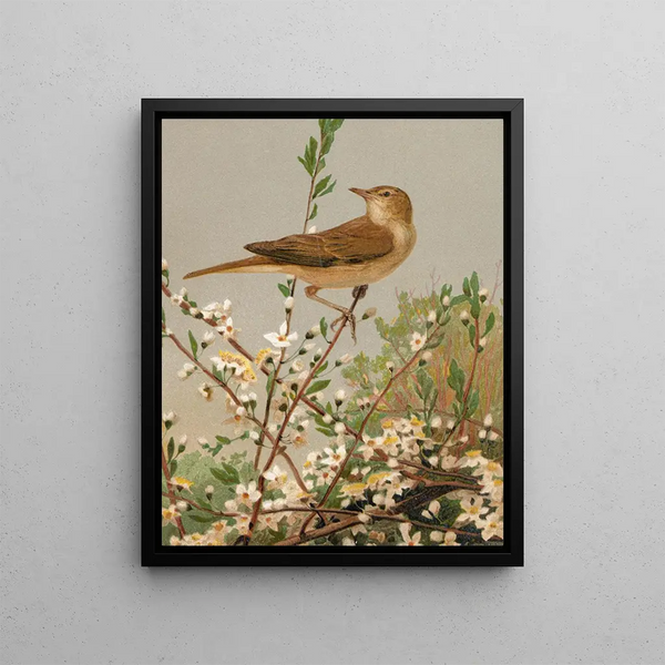 Garden Warbler Painting - Léon-Paul Robert — framed artwork on a wall