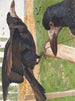Freux corbeau - Léon-Paul Robert — artwork view