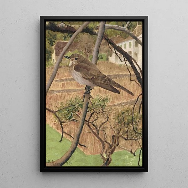 Gobemouche gris - Léon Paul Robert — framed artwork on a wall