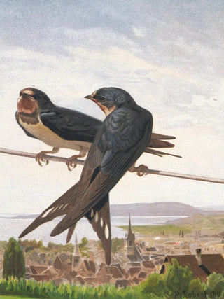 LoPaul Robert - Hirondelle de Chemine.webp