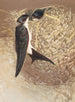 Window Swallow Painting - Léon-Paul Robert — artwork view