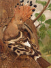 Huppe - Léon-Paul Robert — artwork view