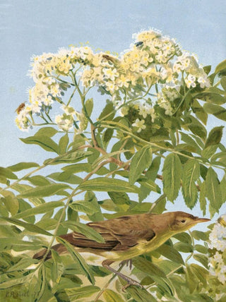 LoPaul Robert - Hypolais Polyglotte.webp
