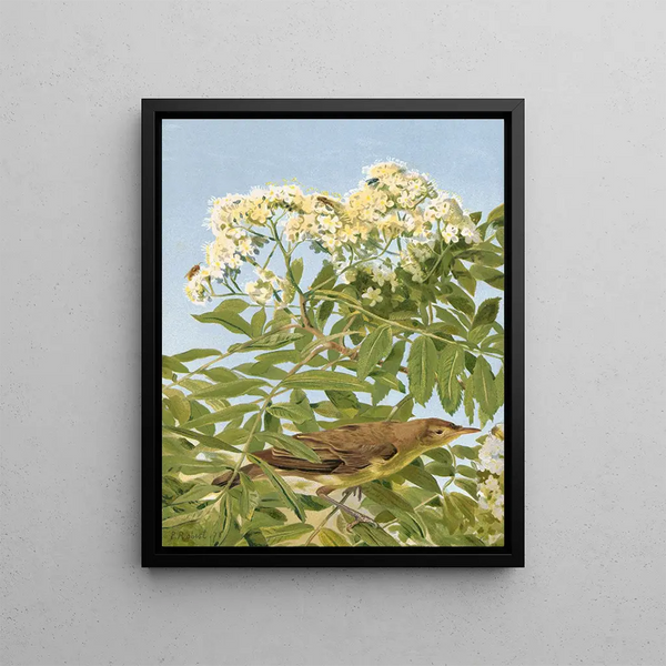 Hypolaïs polyglotte - Léon-Paul Robert — framed artwork on a wall