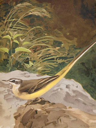 LoPaul Robert - Lavandire Jaune.webp