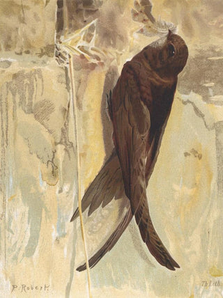 LoPaul Robert - Martinet Noir.webp